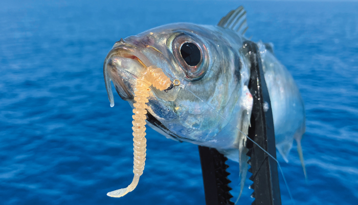 �u�����A���g 3.0�C���`