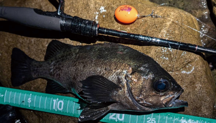 ICE CUBE IC-74TFL-Sis